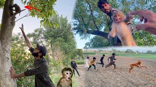 Jaggu  Monkey  Aj Marty Marty Bacha 