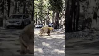 Giant bear tries to break into locked dumpster