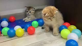 Funny kittens playing with colorful balls