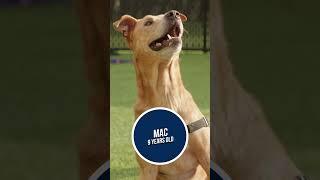 Meet Mac Available for Adoption at SICSA Pet Adoption and Wellness Center