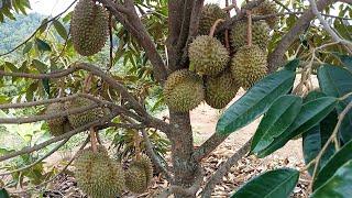 Lebatnya Durian Matahari+Montong pohon pendek buah bergerombol menyentuh tanah di Kebun Kang Sis