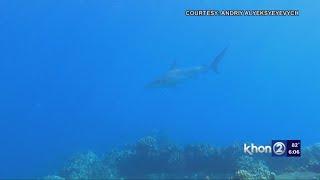 Oceanic blacktip believed to be shark that bit woman on Maui