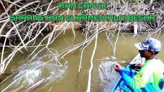 Mancing ikan guramekaloi besar tepat disarangnya dapat bonus ikan cantik.