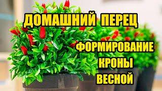 Домашний перец Весенняя формировка кроны многолетних комнатных перцев в домашних условиях