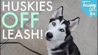 Off Leash K9 Training - Siberian Huskies Off-Leash Family Secret Passed Down