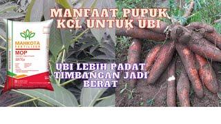 MANFAAT PUPUK KCL UNTUK UBI KAYU