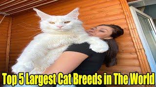 Top 5 Largest Cat Breeds in The World