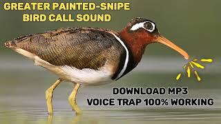 Common Snipe calling voice  100+% Effective.