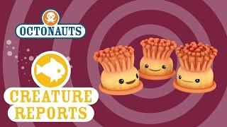 Octonauts Creature Reports - Anemones