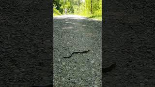 Blindworm crossing a path