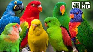 MOST BEAUTIFUL PARROTS  COLORFUL BIRDS  RELAXING SOUNDS  STUNNING NATURE  STRESS RELIEF