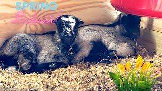 Our first BABY GOATS born on the Ranch