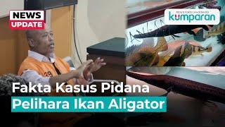 Dibui Sebab Pelihara Ikan Aligator Kok Bisa?