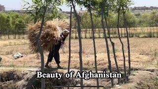 Beauty of Afghanistan  Afghan scene