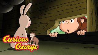 Catch the Escaped Bunnies  Curious George  Kids Cartoon  Kids Movies