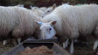 Feeding Sheep with Raasay Distillery Draff