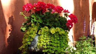 ВАРИАНТЫ КОМПОЗИЦИЙ ЦВЕТОВ в кашпо и вазонах 4 #цветы #цветыдлясада #композициицветов#идеидлясада
