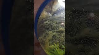 Настенный аквариум на 3.5 литра