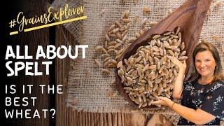 Is Spelt the Healthiest Ancient Grain?  What You Need to Know about SPELT