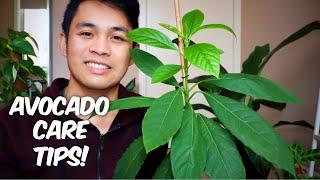 AVOCADO CARE TIPS  Indoor Growing  All you need to know