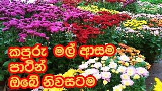 කපුරු  තොග සහ සිල්ලරට