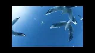 seagulls - tomazzo gallina