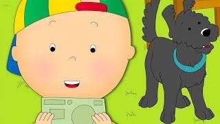  Caillou and the Dog  Funny Animated Caillou  Cartoons for kids  Caillou