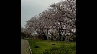 Musim Semi di Jepang  Spring In Japan 2019