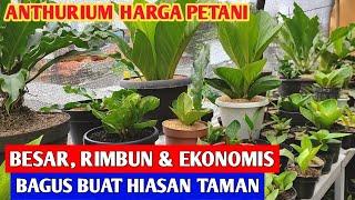 ANTHURIUM HARGA PETANI‼️ Besar Rimbun & Ekonomis Cakep Buat Hiasan  510