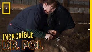 Cow Gas  The Incredible Dr. Pol