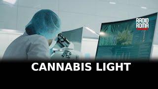 Tar Lazio ok a prodotti per uso orale con Cannabis Light