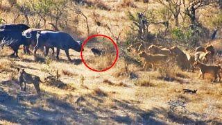 Buffaloes Rescue Friend from Lions