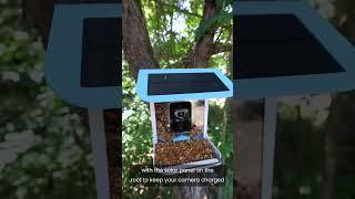 Video Camera Bird Feeder by Sharper Image