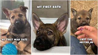 German Shepherd Puppy Firsts