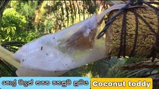 pol mal kapima - coconut toddy  live village- coconut arrack