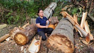 Harvest Large Trees For Food - Processing Pig Food From Tree  Lý Thị Ca