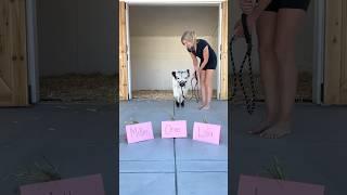 Baby cow chooses her forever name #shorts