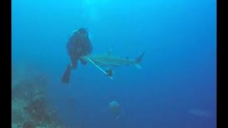 Diver kissed by shark while spearing lionfish.