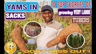 Yam in Sacks My 10 TOP SECRETS for growing GIGANTIC tubers in SACKSTips that NEVER fail 