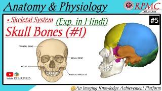 #Anatomy of Skull Bones-1st #Skeletal system Part-1st #Axial skeletal sysSkull Bone Ana & Physio