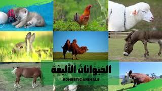 Domestic Animals in Arabic for kids Animal names and sounds Arabic أصوات الحيوانات بالعربية