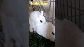 mating done #bunny #animal #rabbit #farming #sex #love