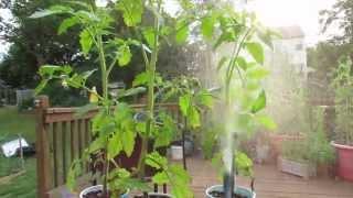 Identifying Aphids on Tomato Plants and Using Soapy Spray - The Rusted Garden 2013