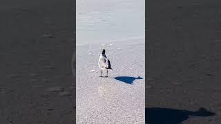 #seagulls #wildlife #florida #clearwaterbeach #beachday #shorts
