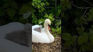 Swan mom love our babies #swan #duck #birds #pets #chicken #animals #wildlife