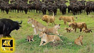 4K African Animals Discover Wildlife of Kruger National Park With Real Sounds & Relaxing Nature
