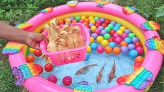 Menangkap Anak Bebek Lucu Anak Itik Kura-Kura Asli Ikan Emas Ikan Koi Komet Koki Pop it #121