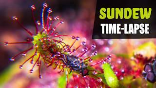 SUNDEW Carnivorous Plant Growing Time Lapse  180 Days