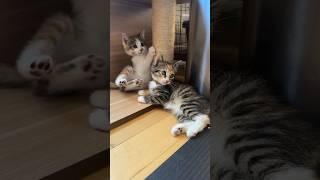 Day 19 Tikka Marsala Picatta & Francese Foster Kittens