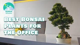 Best Bonsai Plants for the Office